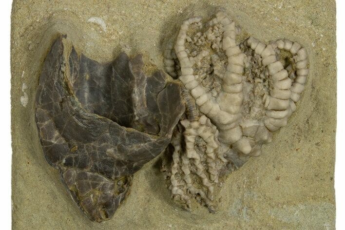 Fossil Crinoid and Gastropod Plate - Crawfordsville, Indiana #310199